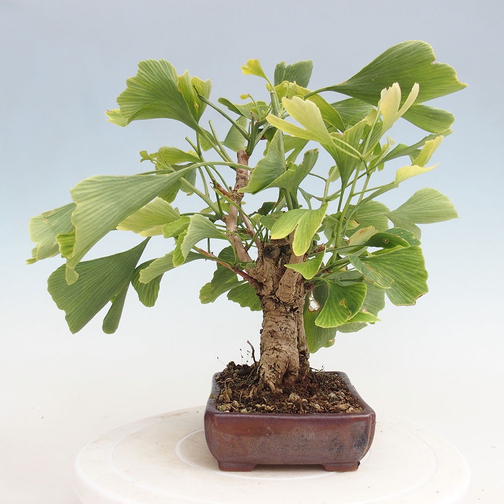 Kültéri bonsai - Ginkgo biloba - Ginkgo biloba