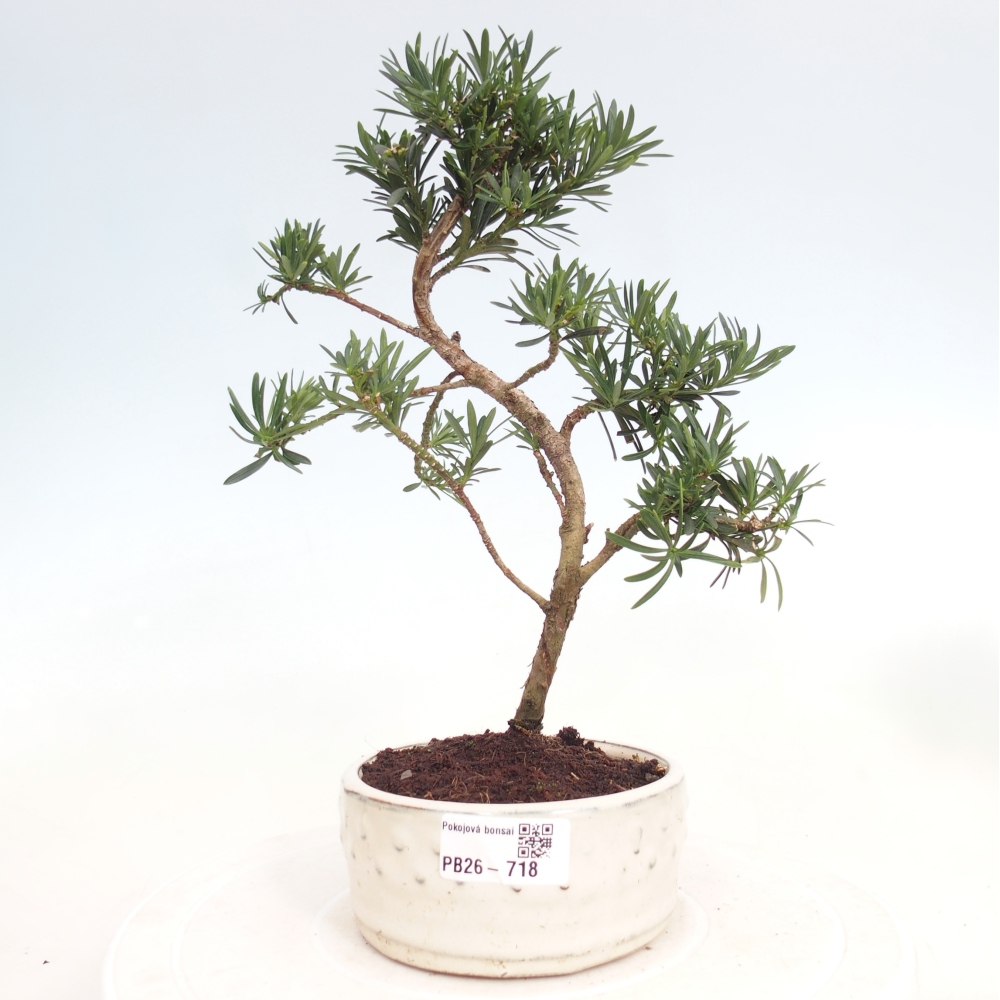 Szobai bonsai - Podocarpus - Kőtiszafa
