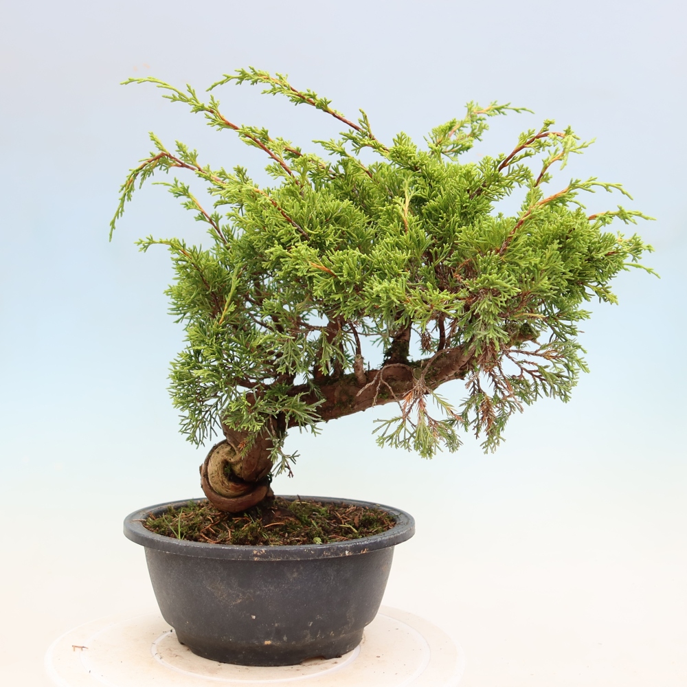 Kültéri bonsai - Juniperus chinensis Itoigawa-Juniperus chinensis