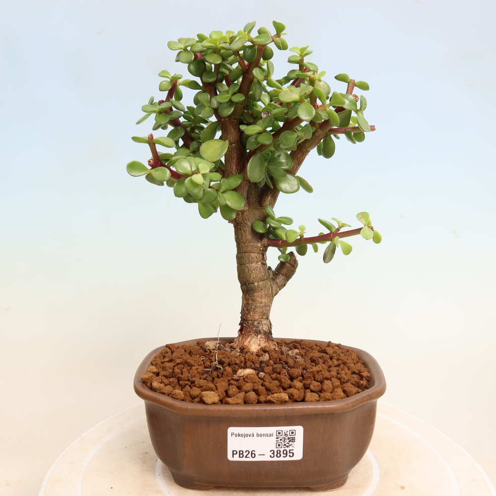 Szoba bonsai - Portulakaria Afra - Tlustice