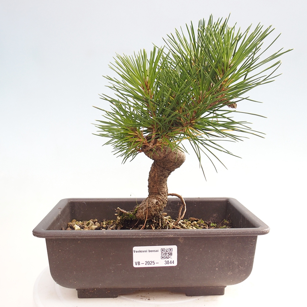 Kültéri bonsai - Pinus thunbergii - Thunberg fenyő