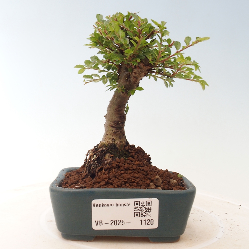 Kültéri bonsai - Ulmus parvifolia Sagei - Kislevelű szilfa
