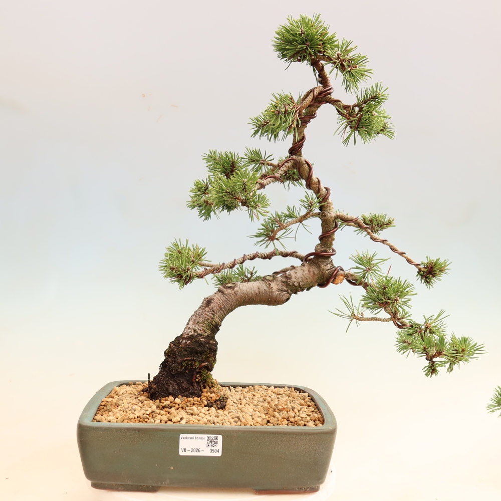 Kültéri bonsai – Pinus mugo Humpy – Törpefenyő