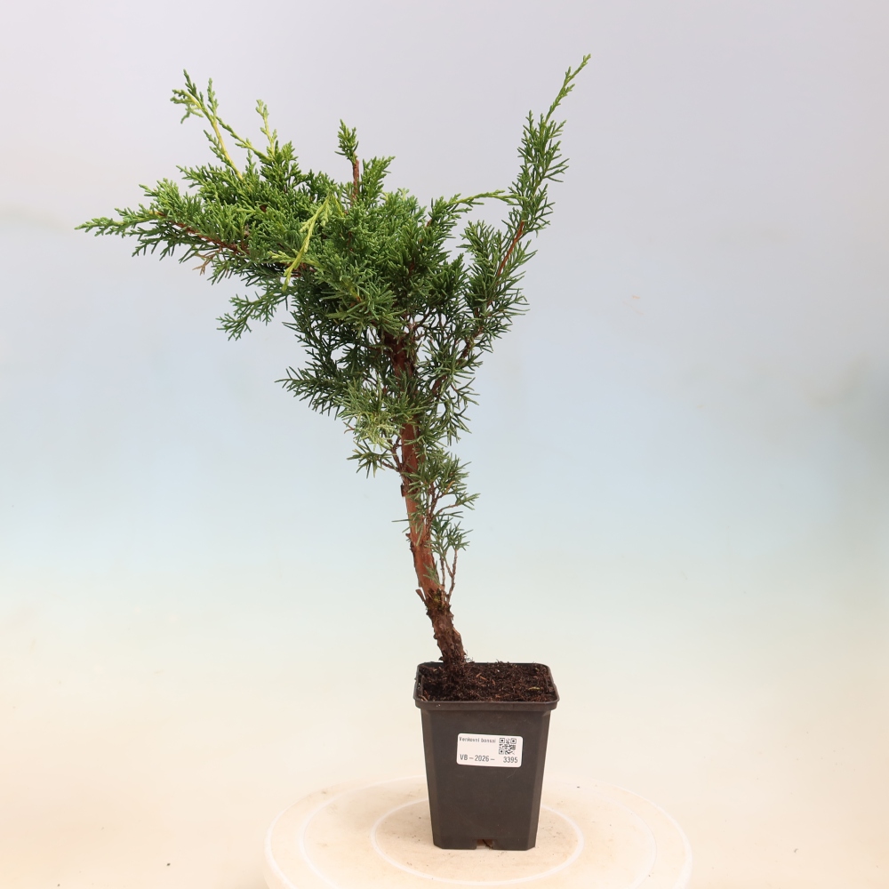 Kültéri bonsai - Juniperus chinensis Kishu