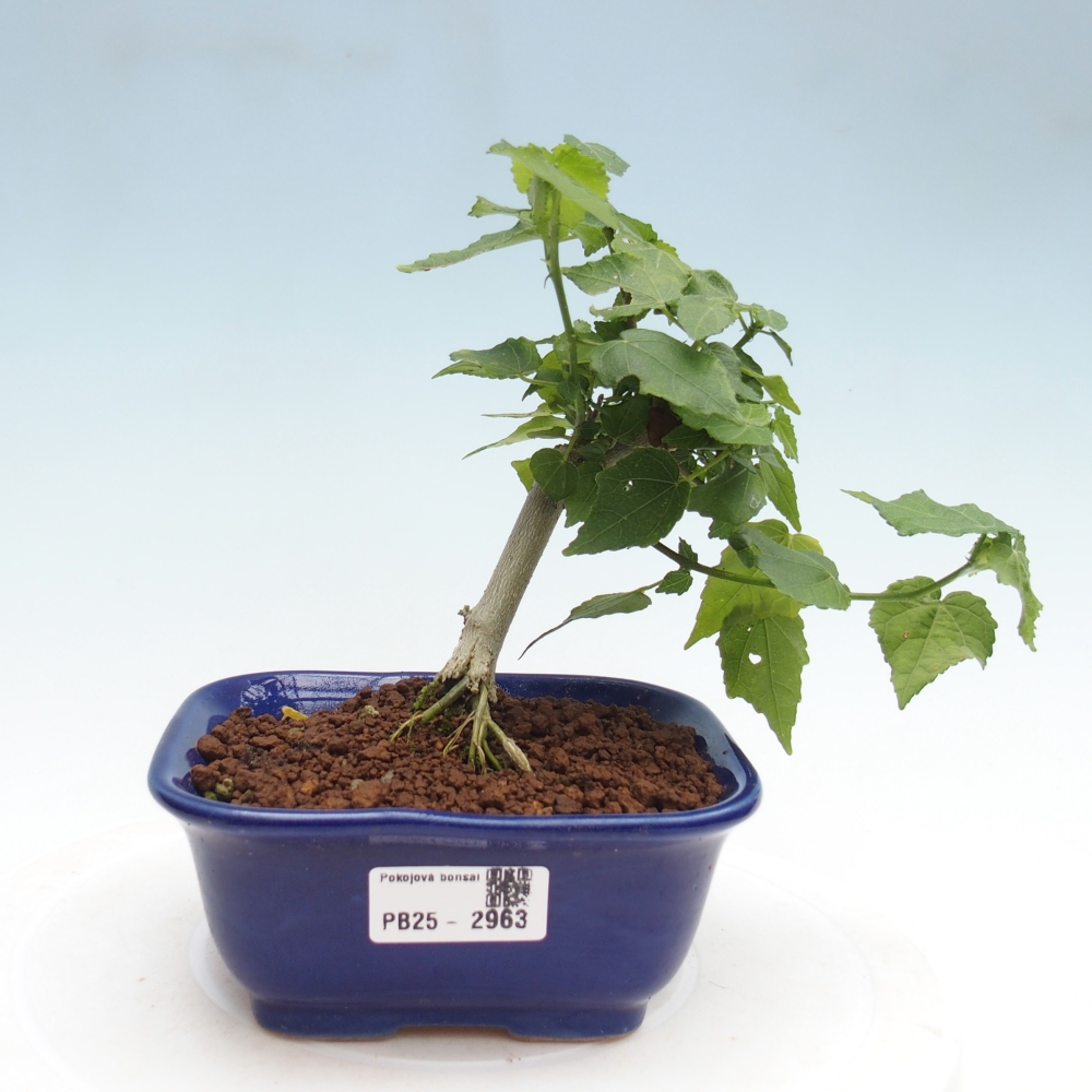 Beltéri bonsai - Malvaviscus arboreus