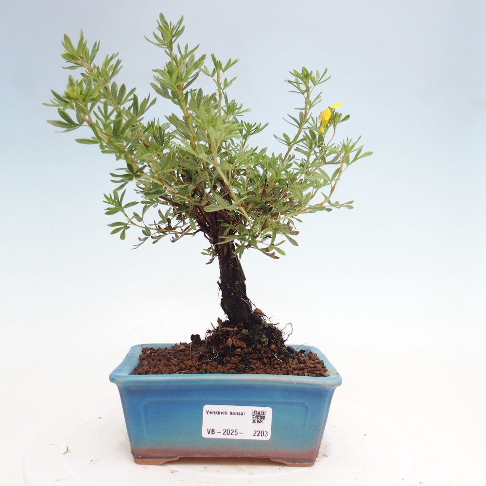 Kültéri bonsai - Potentila fruticosa sárga Bird