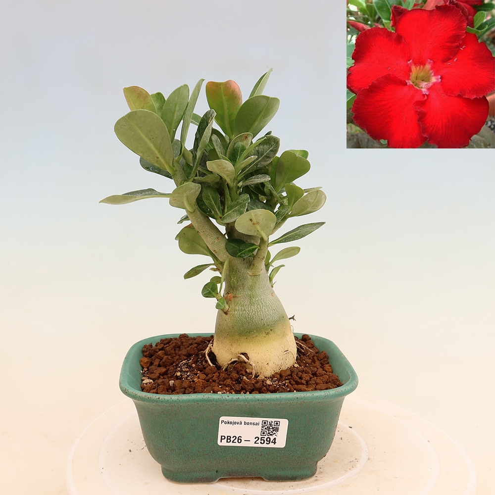 Szobabonsai – Adenium obesum Red Star – Sivatagi rózsa