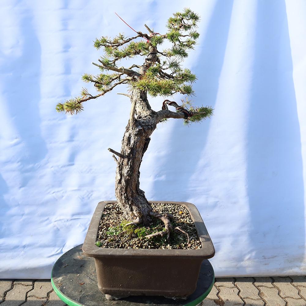 Pinus sylvestris Spanyolország – erdei fenyő