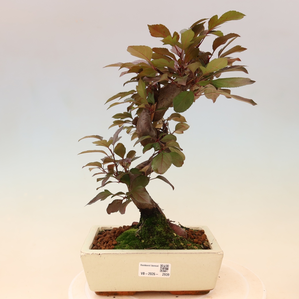 Kültéri bonsai -Malus domestica - Kis gyümölcsű piros levelű almafa