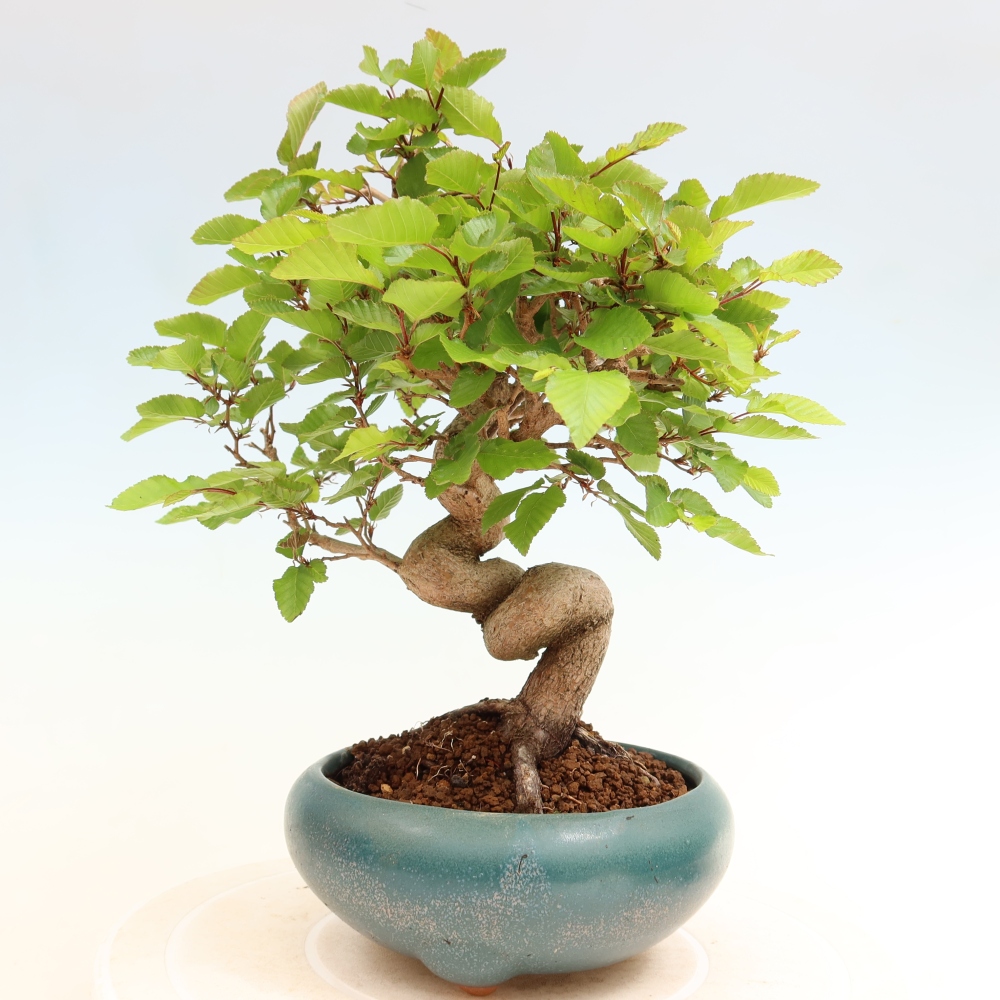 Kültéri bonsai -Carpinus Coreana - Koreai gyertyánfa