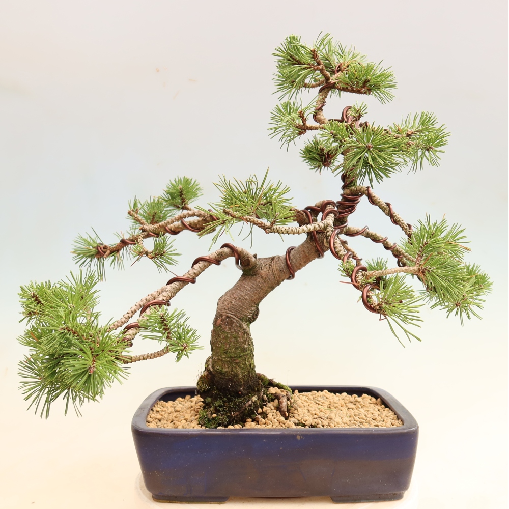 Kültéri bonsai – Pinus mugo Humpy – Törpefenyő
