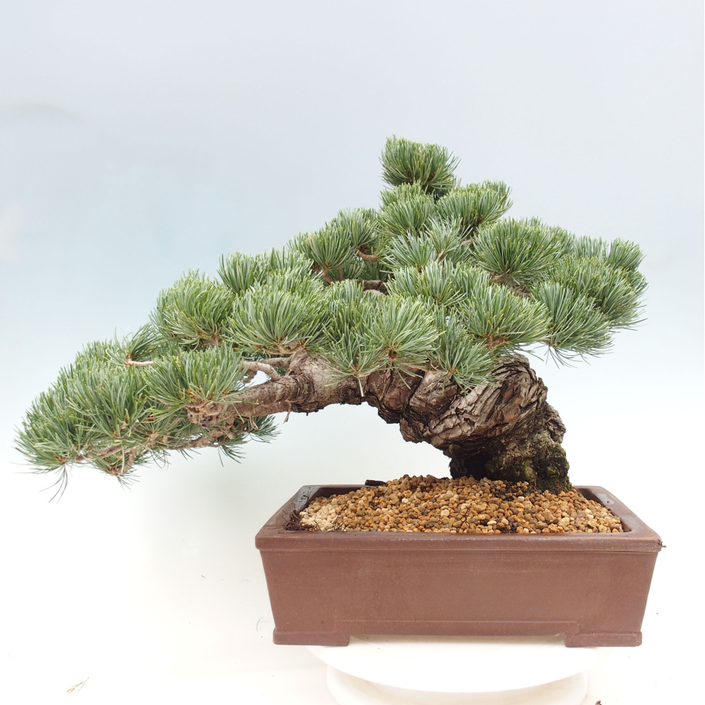 Kültéri bonsai - Pinus parviflora - Pinus parviflora