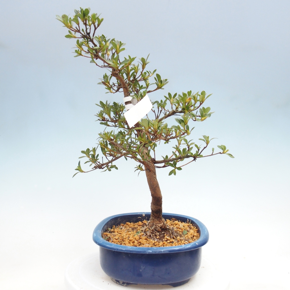 Kültéri bonsai - Japán azálea - Azalea MURASAKI