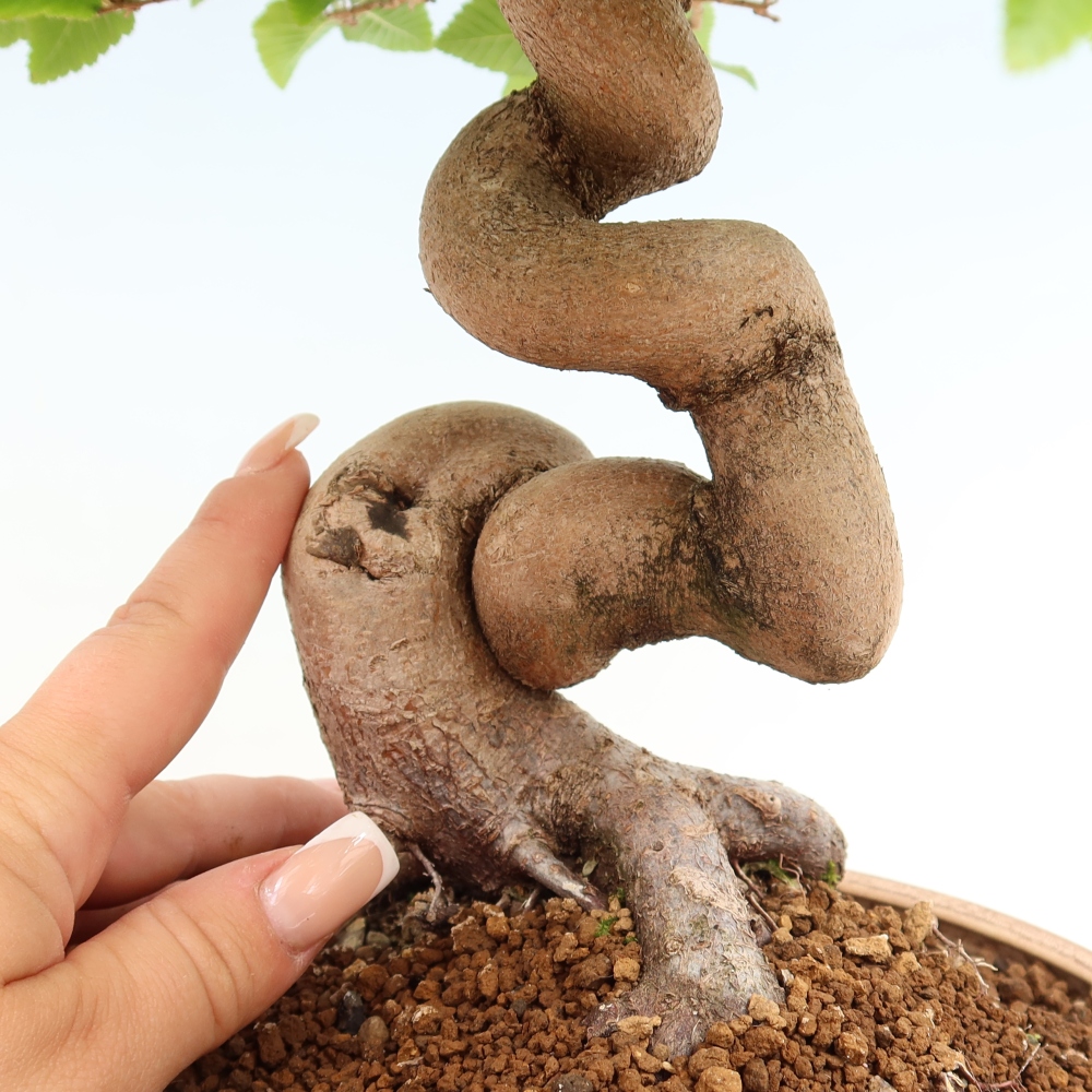 Kültéri bonsai -Carpinus Coreana - Koreai gyertyánfa