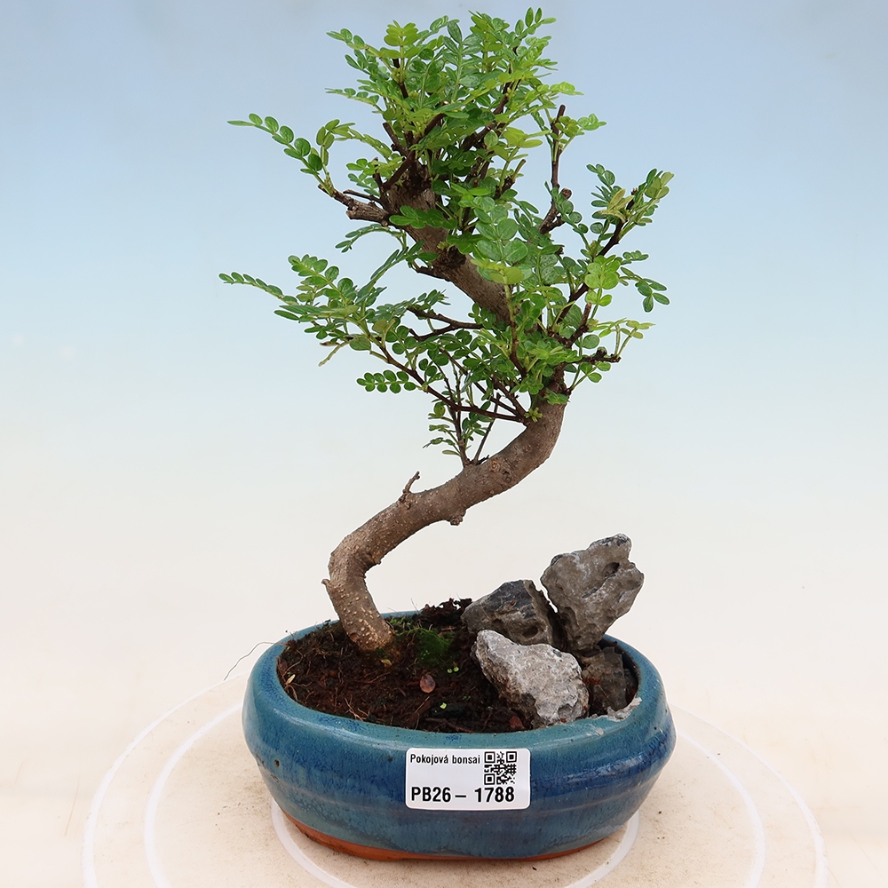 Szobai bonsai - Zantoxylum piperitum - borsfa