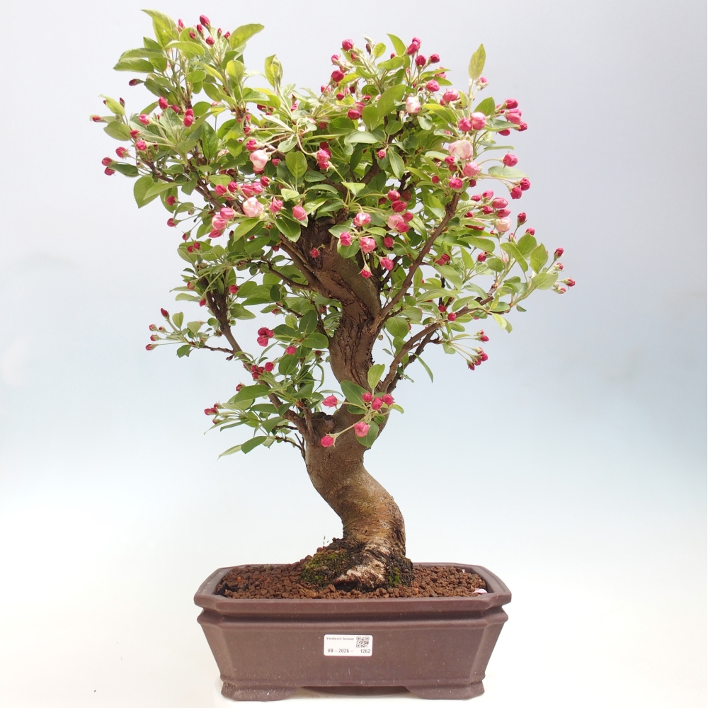 Kültéri bonsai -Malus halliana - Kis gyümölcsű almafa