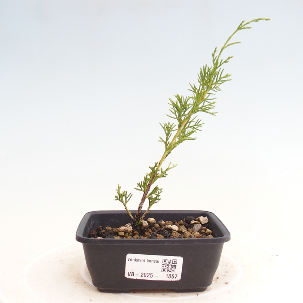 Kültéri bonsai - Juniperus chinensis Itoigawa