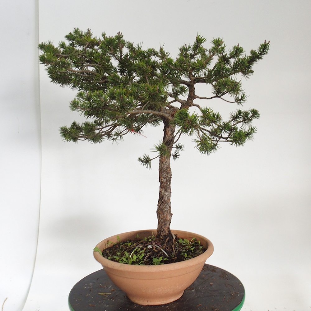 Yamadori - Pinus sylvestris Spanyolország
