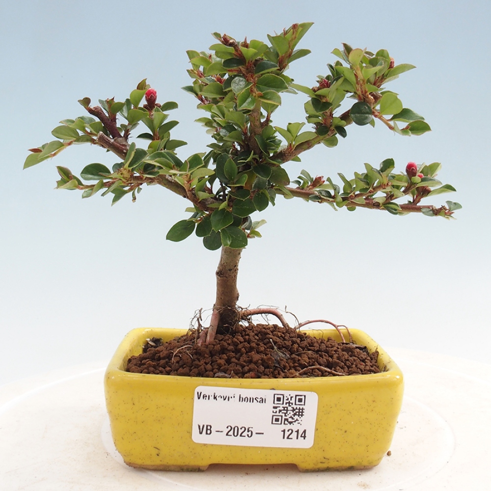 Kültéri bonsai - Cotoneaster horizontalis - Rocky Mountain