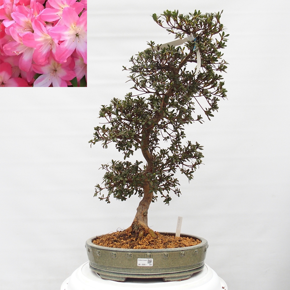 Kültéri bonsai - Japán azálea - Azalea Akari
