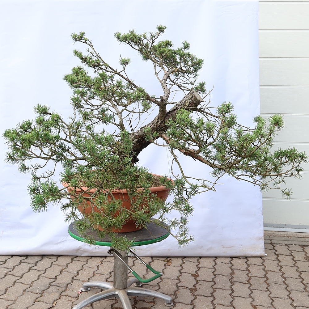 Pinus sylvestris Spanyolország – erdei fenyő