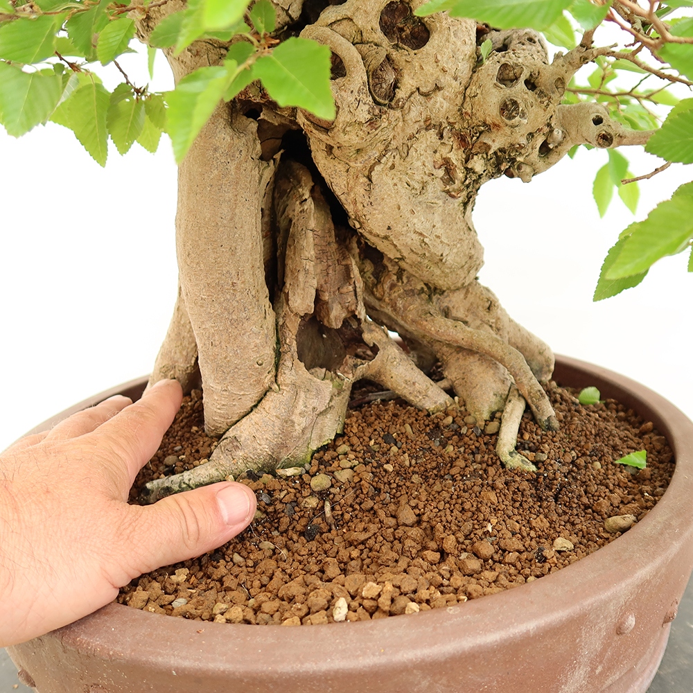 Kültéri bonsai -Carpinus Coreana - Koreai gyertyánfa