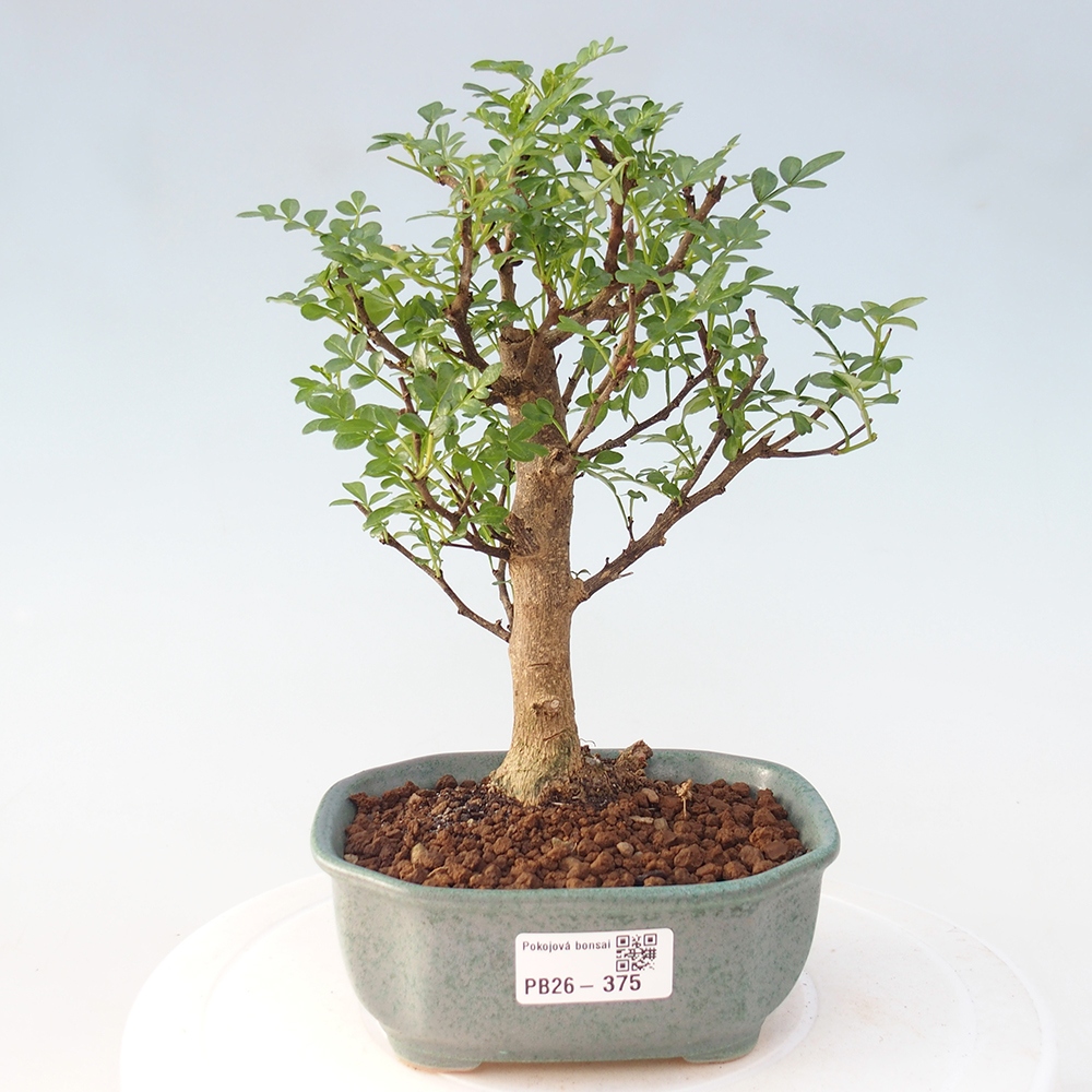 Szobai bonsai - Zantoxylum piperitum - borsfa