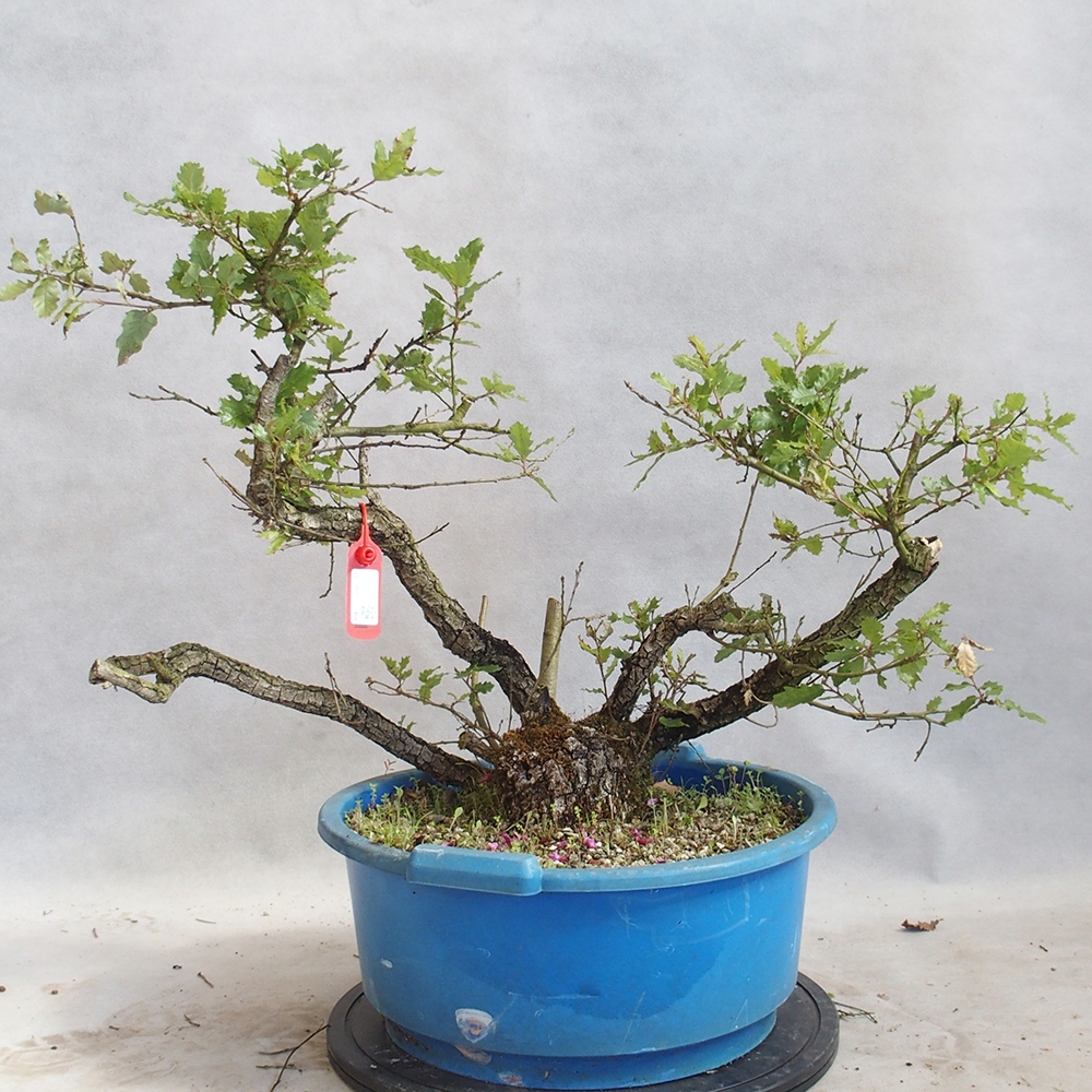 Kültéri bonsai Quercus Cerris - Tölgy Cer