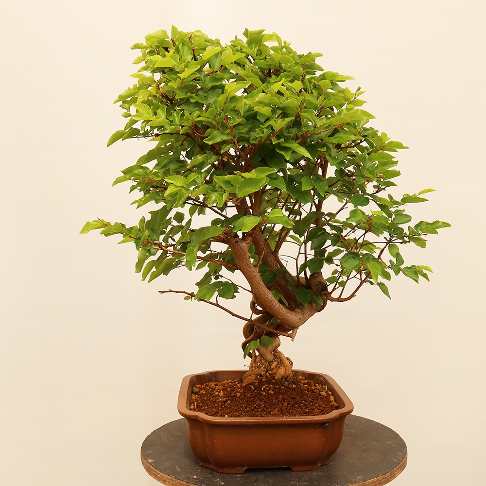 Kültéri bonsai -Carpinus Coreana - Koreai gyertyánfa