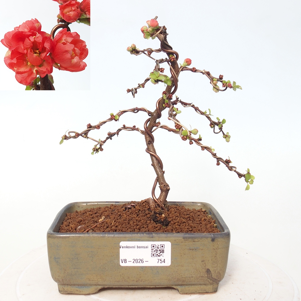 Kültéri bonsai - Chaneomeles s. Red Joy - birs