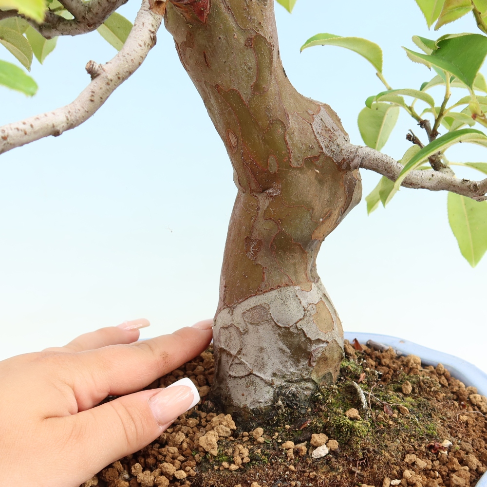 Kültéri bonsai - Pseudocydonia sinensis - kínai birs