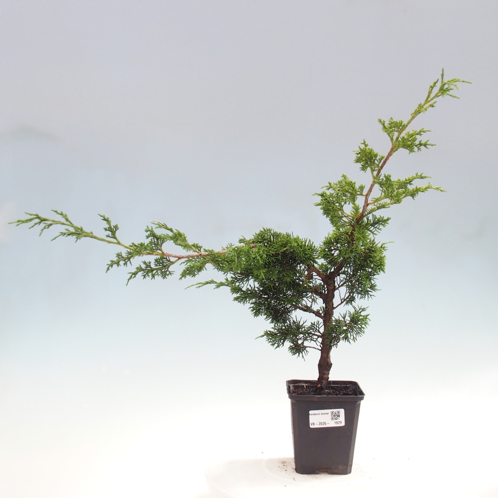 Kültéri bonsai - Juniperus chinensis Itoigawa
