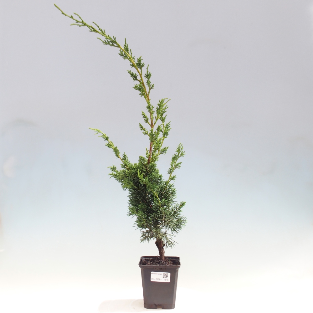 Kültéri bonsai - Juniperus chinensis Kishu