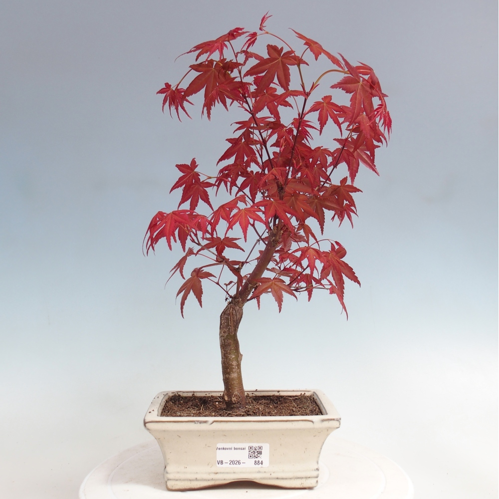 Kültéri bonsai - Acer palmatum DESHOJO