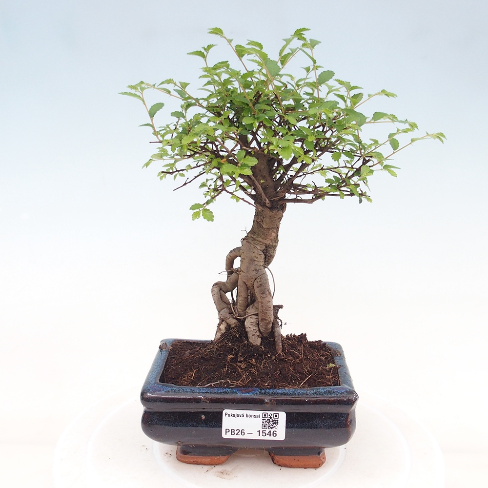 Szobai bonsai - Ulmus parvifolia - Kislevelű szilfa