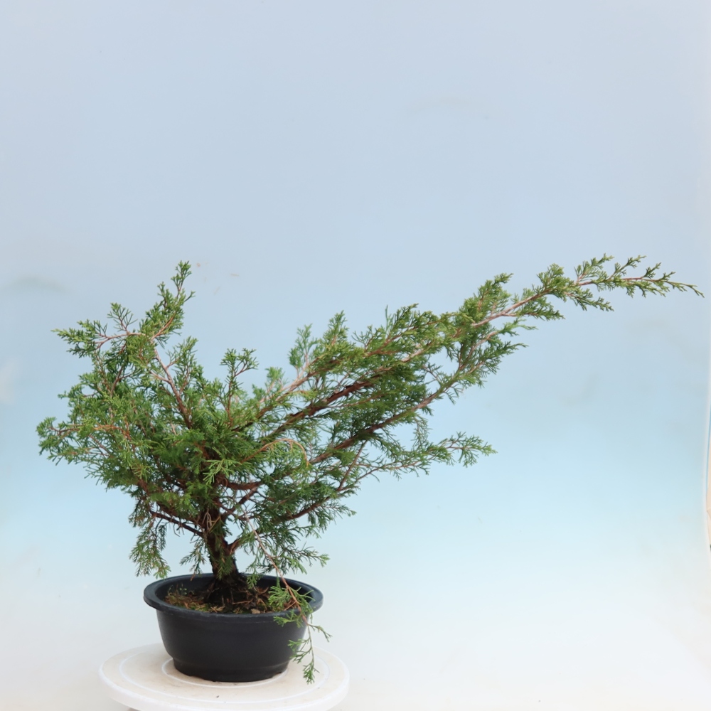 Kültéri bonsai – Juniperus chinensis Itoigawa – Kínai boróka