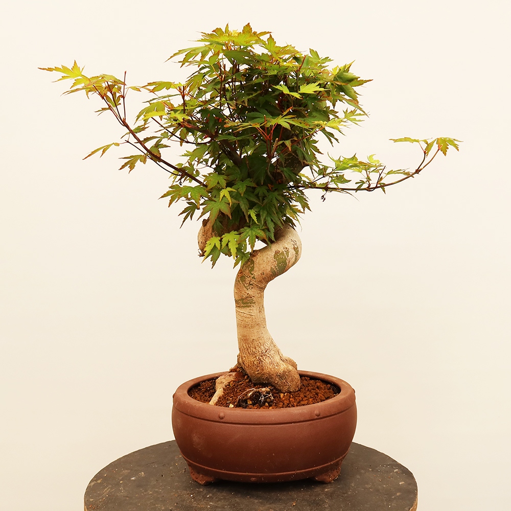 Kültéri bonsai - Maple palmatum - Pálmák