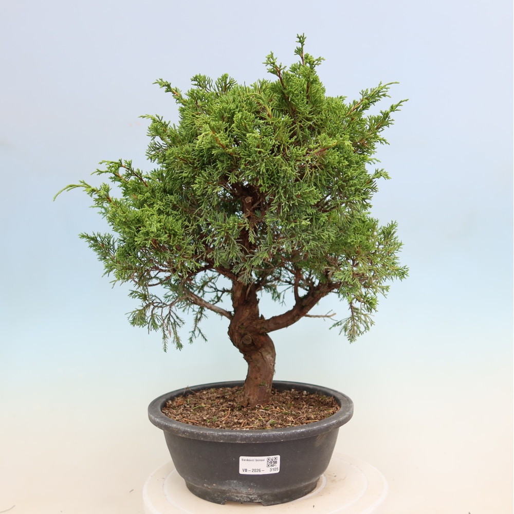Kültéri bonsai - Juniperus chinensis Itoigawa-Juniperus chinensis