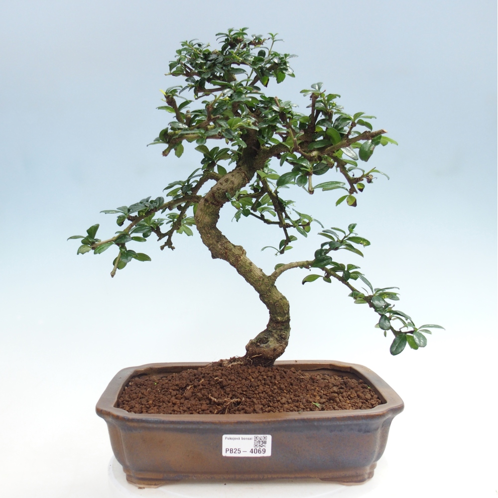Szobai bonsai - Carmona macrophylla - Tea fuki