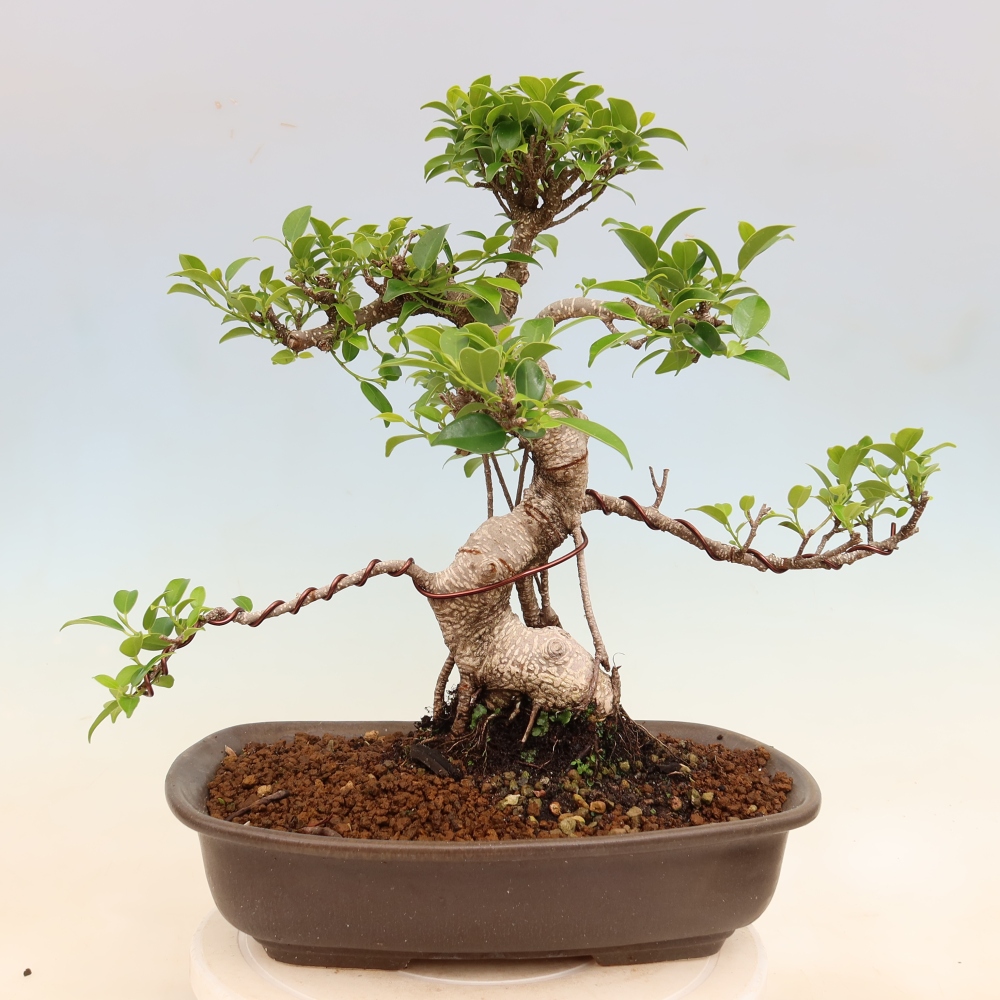 Szobai bonsai - Ficus kimmen - kislevelű fikusz