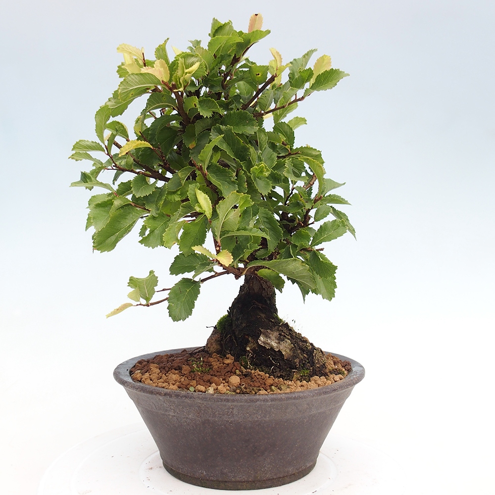 Kültéri bonsai - Zelkova - Zelkova NIRE