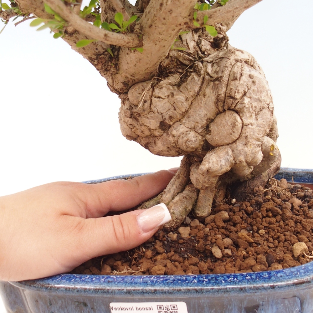 Kültéri bonsai - Berberis coreana