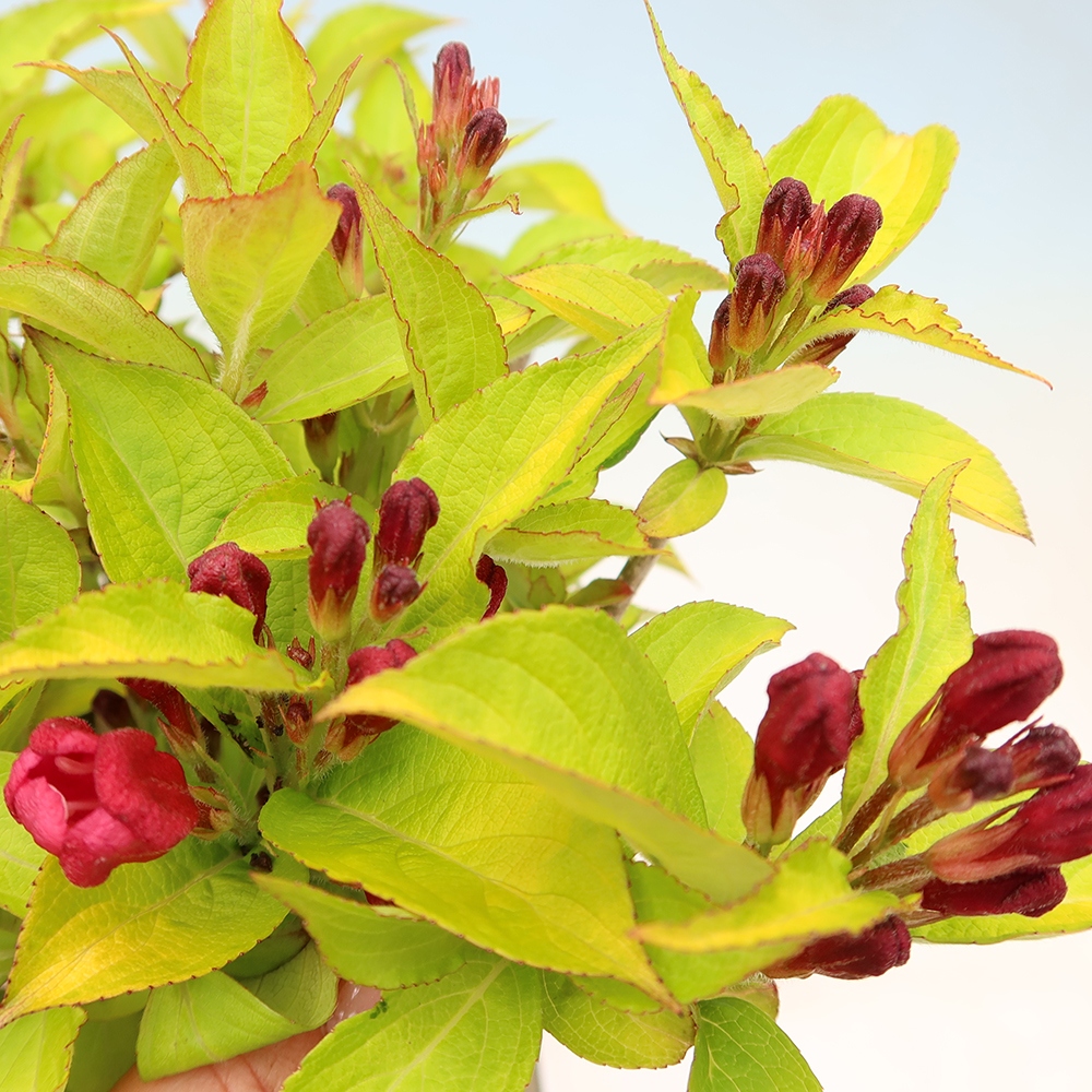 Kültéri bonsai – Weigela subsessilis – Koreai vajgélia