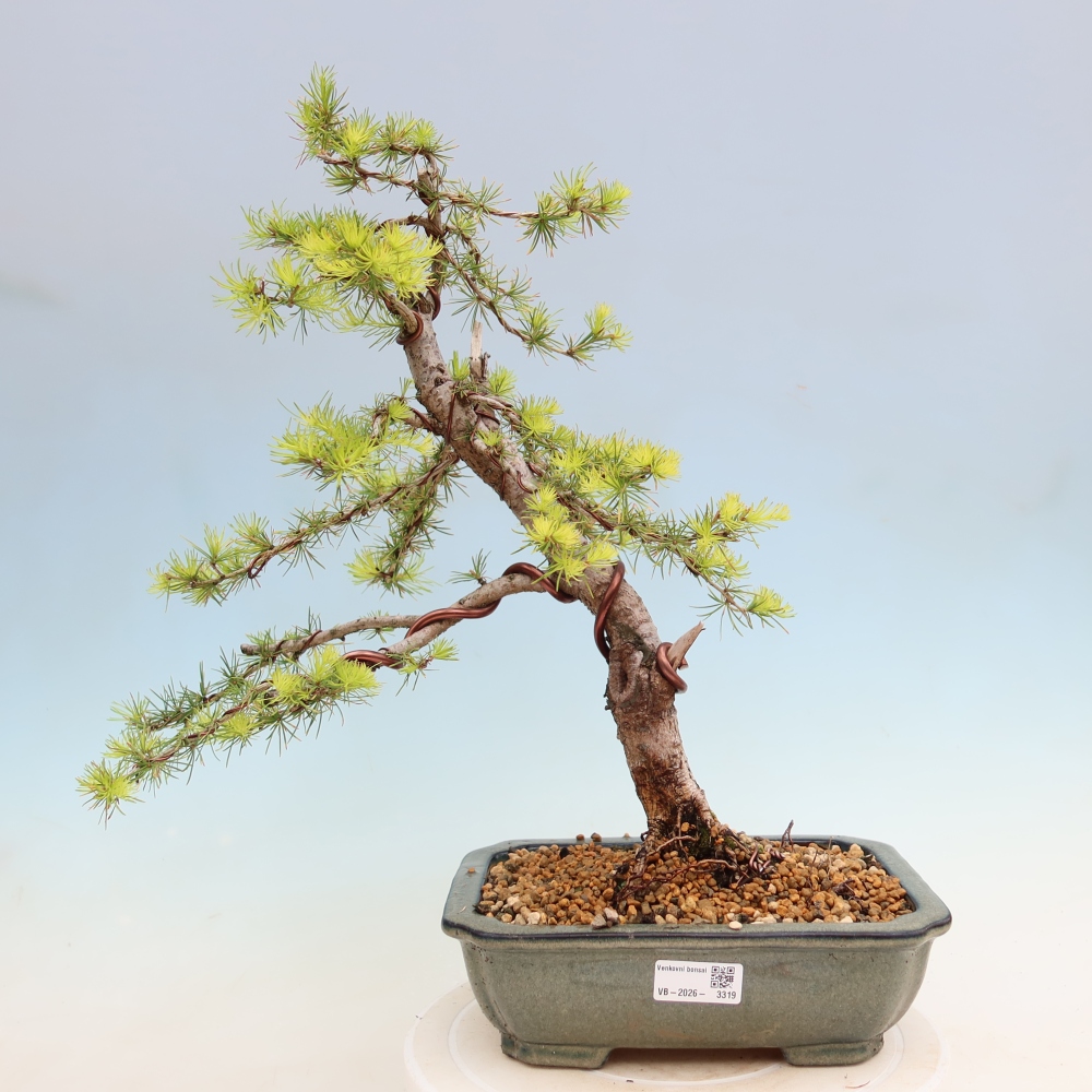 Kültéri bonsai - Larix decidua - vörösfenyő