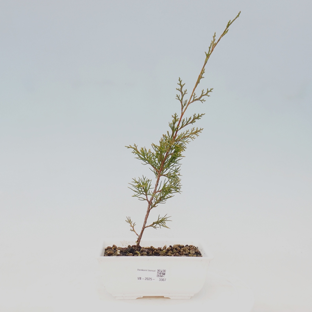 Kültéri bonsai - Juniperus chinensis Itoigawa
