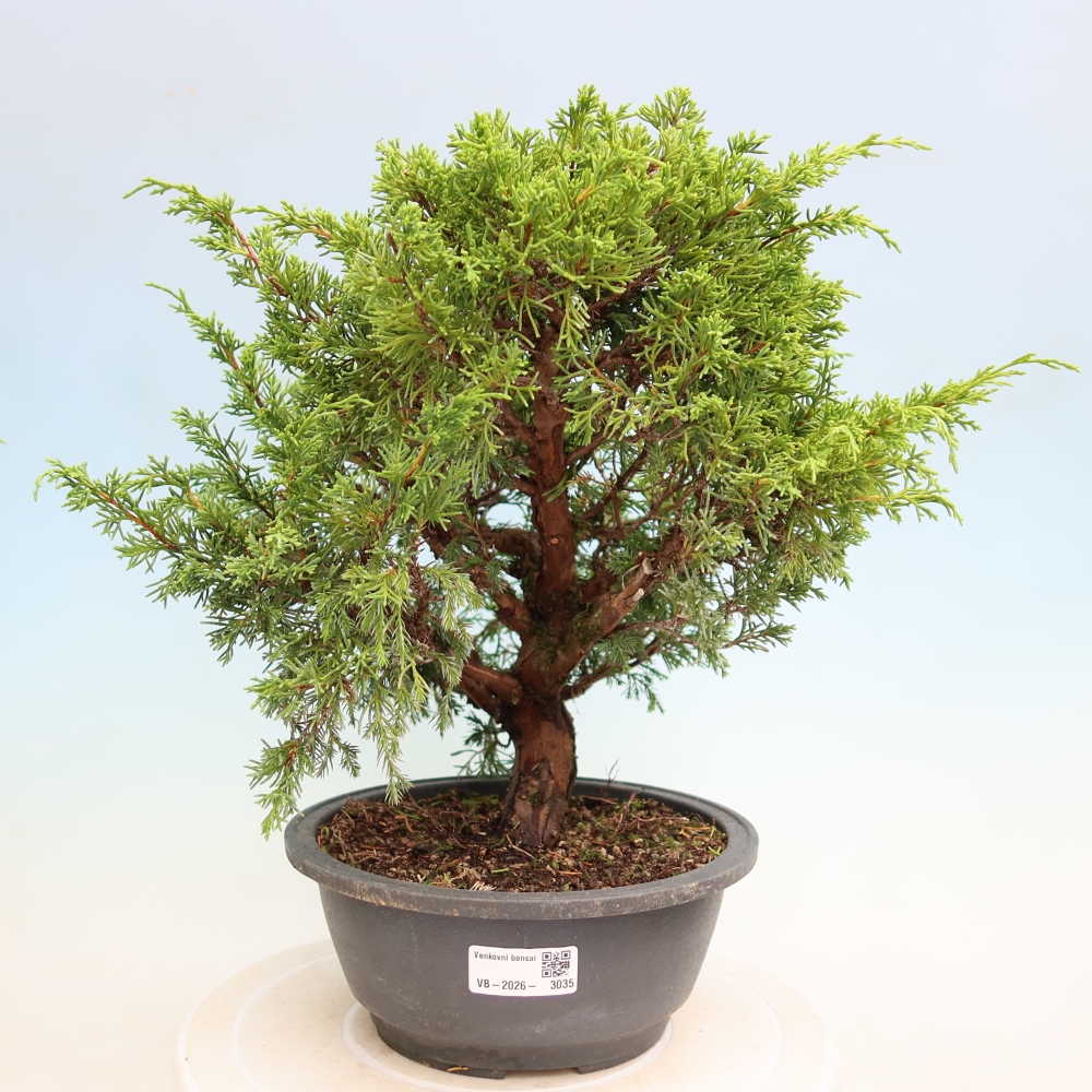 Kültéri bonsai - Juniperus chinensis Itoigawa-Juniperus chinensis