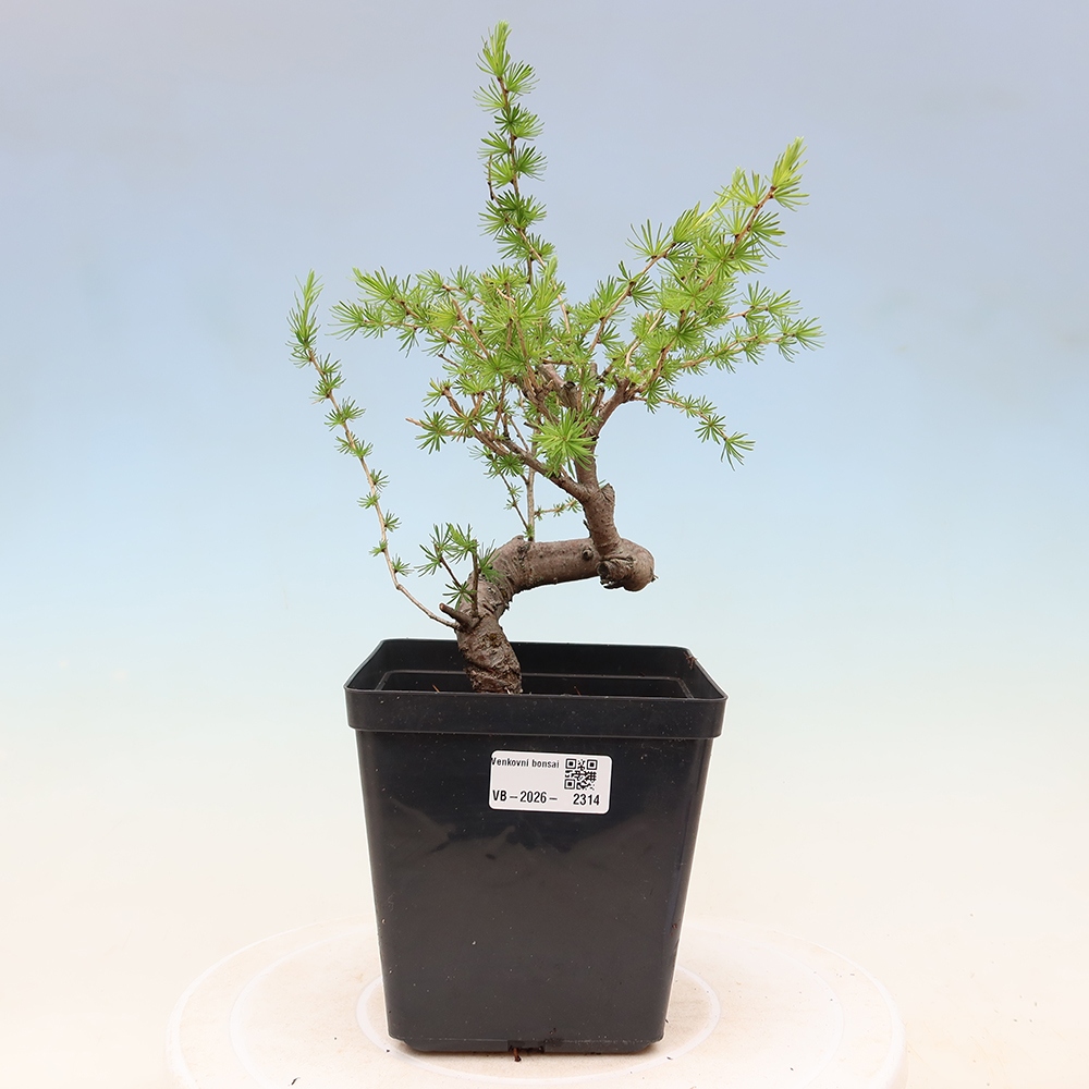 Kültéri bonsai - Larix decidua - vörösfenyő