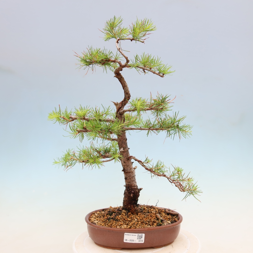 Kültéri bonsai - Larix decidua - vörösfenyő