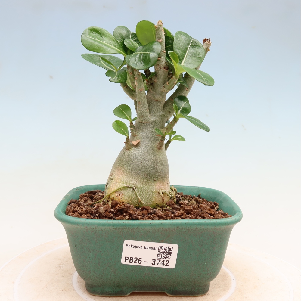 Szobabonsai – Adenium obesum Red Star – Sivatagi rózsa