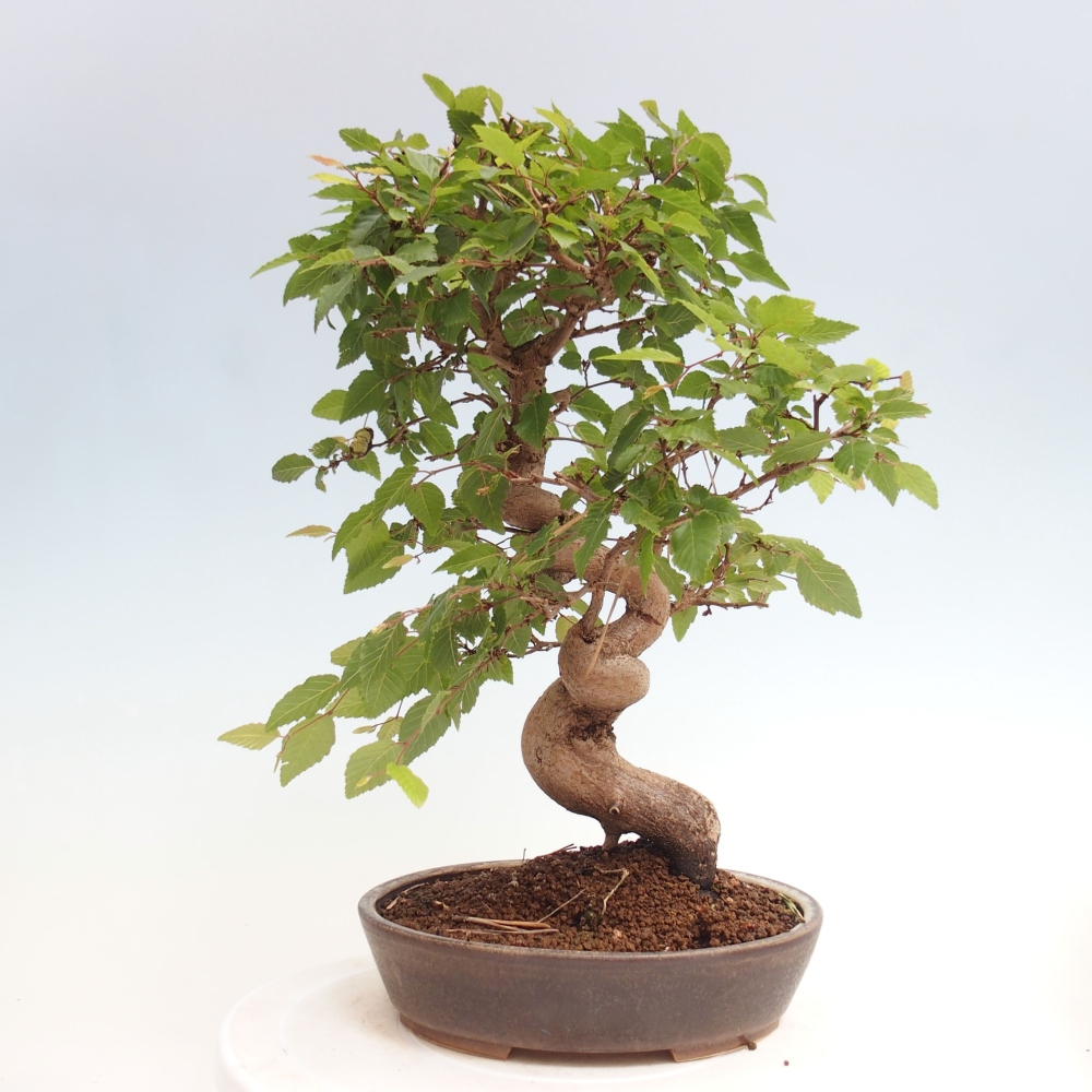 Kültéri bonsai -Carpinus CARPINOIDES - Koreai gyertyánfa
